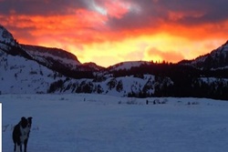 dog park in mammoth