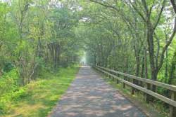 cape cod rail trail