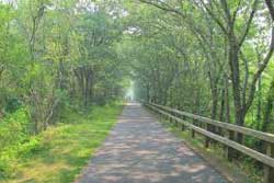 cape cod rail trail