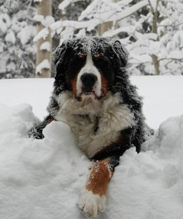 dogs in mammoth