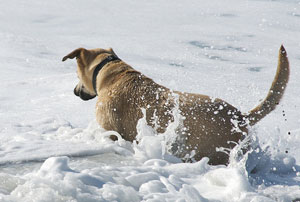 dogs in surf