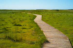 wellfleet bay wildlife sanctuary